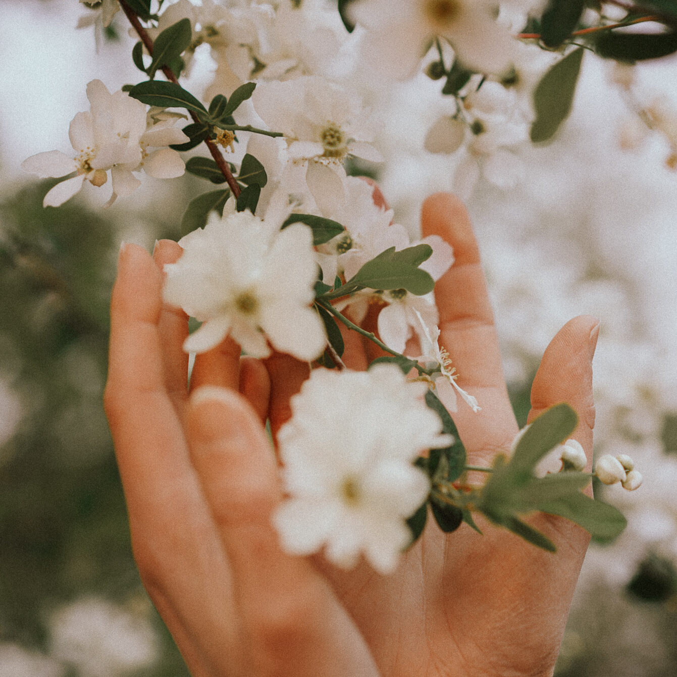 Photo de deux mains encerclant une grappe de fleurs blanches